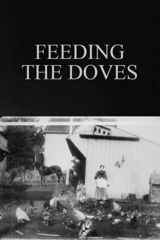 Feeding the Doves